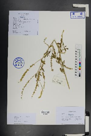  (Melilotus dentatus - Ge01401)  @11 [ ] CreativeCommons  Attribution Non-Commercial Share-Alike  Unspecified Herbarium of South China Botanical Garden
