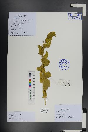  ( - Ge01410)  @11 [ ] CreativeCommons  Attribution Non-Commercial Share-Alike  Unspecified Herbarium of South China Botanical Garden