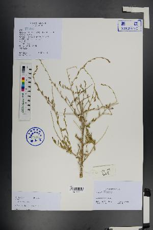  ( - Ge01412)  @11 [ ] CreativeCommons  Attribution Non-Commercial Share-Alike  Unspecified Herbarium of South China Botanical Garden
