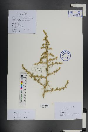 (Salsola pellucida - Ge01413)  @11 [ ] CreativeCommons  Attribution Non-Commercial Share-Alike  Unspecified Herbarium of South China Botanical Garden
