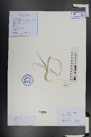  ( - Ge01421)  @11 [ ] CreativeCommons  Attribution Non-Commercial Share-Alike  Unspecified Herbarium of South China Botanical Garden