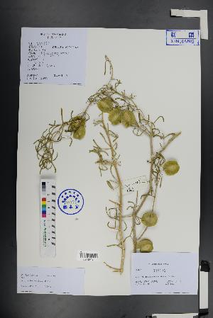  ( - Ge01426)  @11 [ ] CreativeCommons  Attribution Non-Commercial Share-Alike  Unspecified Herbarium of South China Botanical Garden