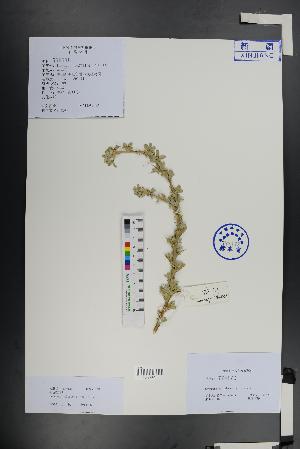  (Caragana tragacanthoides - Ge01429)  @11 [ ] CreativeCommons  Attribution Non-Commercial Share-Alike  Unspecified Herbarium of South China Botanical Garden