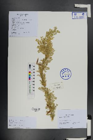  ( - Ge01430)  @11 [ ] CreativeCommons  Attribution Non-Commercial Share-Alike  Unspecified Herbarium of South China Botanical Garden