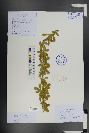  (Caragana rosea - Ge01431)  @11 [ ] CreativeCommons  Attribution Non-Commercial Share-Alike  Unspecified Herbarium of South China Botanical Garden