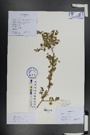  (Spiraea hypericifolia - Ge01437)  @11 [ ] CreativeCommons  Attribution Non-Commercial Share-Alike  Unspecified Herbarium of South China Botanical Garden