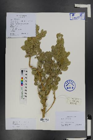  (Ammopiptanthus - Ge01441)  @11 [ ] CreativeCommons  Attribution Non-Commercial Share-Alike  Unspecified Herbarium of South China Botanical Garden