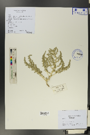  ( - Ge01452)  @11 [ ] CreativeCommons  Attribution Non-Commercial Share-Alike  Unspecified Herbarium of South China Botanical Garden