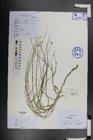  (Chondrilla piptocoma - Ge01455)  @11 [ ] CreativeCommons  Attribution Non-Commercial Share-Alike  Unspecified Herbarium of South China Botanical Garden