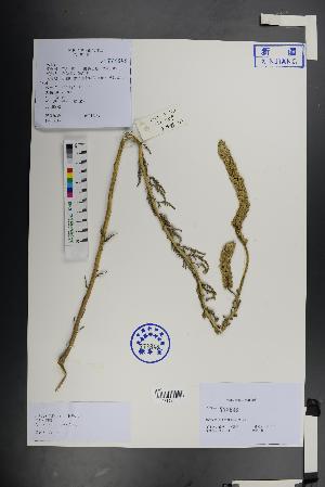  (Myricaria bracteata - Ge01456)  @11 [ ] CreativeCommons  Attribution Non-Commercial Share-Alike  Unspecified Herbarium of South China Botanical Garden