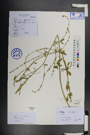  ( - Ge01459)  @11 [ ] CreativeCommons  Attribution Non-Commercial Share-Alike  Unspecified Herbarium of South China Botanical Garden