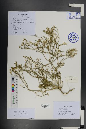  (Ixeris polycephala - Ge01461)  @11 [ ] CreativeCommons  Attribution Non-Commercial Share-Alike  Unspecified Herbarium of South China Botanical Garden