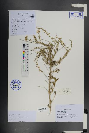  ( - Ge01464)  @11 [ ] CreativeCommons  Attribution Non-Commercial Share-Alike  Unspecified Herbarium of South China Botanical Garden