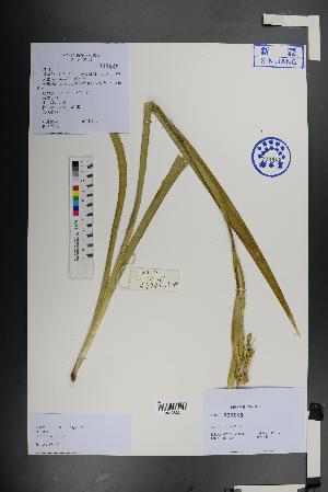  (Iris halophila - Ge01466)  @11 [ ] CreativeCommons  Attribution Non-Commercial Share-Alike  Unspecified Herbarium of South China Botanical Garden