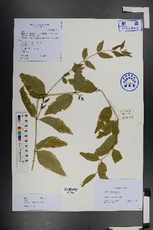  (Fontanesia - Ge01469)  @11 [ ] CreativeCommons  Attribution Non-Commercial Share-Alike  Unspecified Herbarium of South China Botanical Garden
