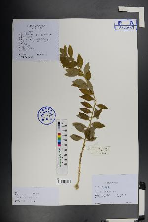  (Platycodon - Ge01474)  @11 [ ] CreativeCommons  Attribution Non-Commercial Share-Alike  Unspecified Herbarium of South China Botanical Garden