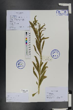  ( - Ge01478)  @11 [ ] CreativeCommons  Attribution Non-Commercial Share-Alike  Unspecified Herbarium of South China Botanical Garden