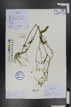  (Ixeris chinensis versicolor - Ge01480)  @11 [ ] CreativeCommons  Attribution Non-Commercial Share-Alike  Unspecified Herbarium of South China Botanical Garden