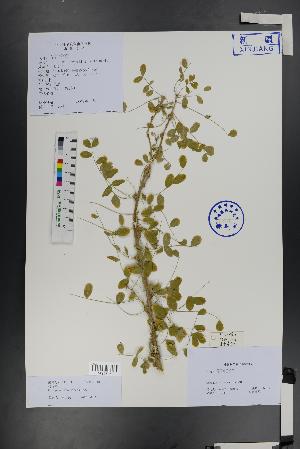  ( - Ge01481)  @11 [ ] CreativeCommons  Attribution Non-Commercial Share-Alike  Unspecified Herbarium of South China Botanical Garden