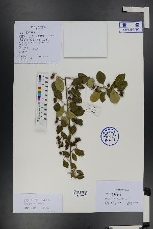  ( - Ge01485)  @11 [ ] CreativeCommons  Attribution Non-Commercial Share-Alike  Unspecified Herbarium of South China Botanical Garden