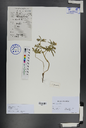  (Geranium linearilobum - Ge00701)  @11 [ ] CreativeCommons  Attribution Non-Commercial Share-Alike  Unspecified Herbarium of South China Botanical Garden