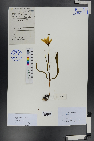  ( - Ge00706)  @11 [ ] CreativeCommons  Attribution Non-Commercial Share-Alike  Unspecified Herbarium of South China Botanical Garden