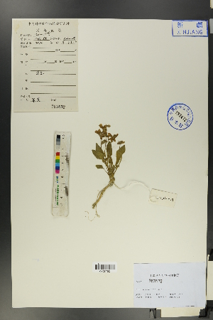  ( - Ge00707)  @11 [ ] CreativeCommons  Attribution Non-Commercial Share-Alike  Unspecified Herbarium of South China Botanical Garden