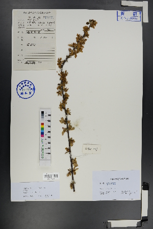 ( - Ge00712)  @11 [ ] CreativeCommons  Attribution Non-Commercial Share-Alike  Unspecified Herbarium of South China Botanical Garden
