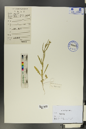  (Diptychocarpus - Ge00714)  @11 [ ] CreativeCommons  Attribution Non-Commercial Share-Alike  Unspecified Herbarium of South China Botanical Garden