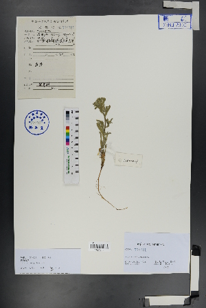  ( - Ge00720)  @11 [ ] CreativeCommons  Attribution Non-Commercial Share-Alike  Unspecified Herbarium of South China Botanical Garden
