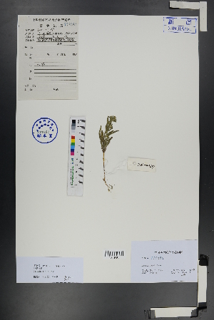  ( - Ge00723)  @11 [ ] CreativeCommons  Attribution Non-Commercial Share-Alike  Unspecified Herbarium of South China Botanical Garden