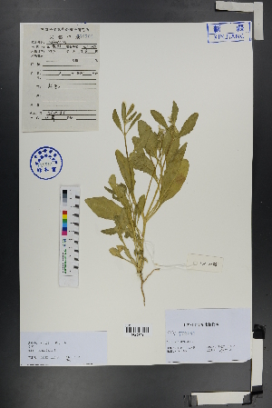  (Malcolmia - Ge00724)  @11 [ ] CreativeCommons  Attribution Non-Commercial Share-Alike  Unspecified Herbarium of South China Botanical Garden