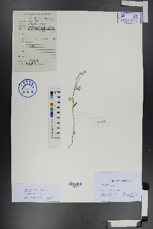  ( - Ge00729)  @11 [ ] CreativeCommons  Attribution Non-Commercial Share-Alike  Unspecified Herbarium of South China Botanical Garden