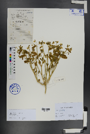  ( - Ge00735)  @11 [ ] CreativeCommons  Attribution Non-Commercial Share-Alike  Unspecified Herbarium of South China Botanical Garden