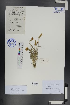  (Scorzonera inconspicua - Ge00736)  @11 [ ] CreativeCommons  Attribution Non-Commercial Share-Alike  Unspecified Herbarium of South China Botanical Garden