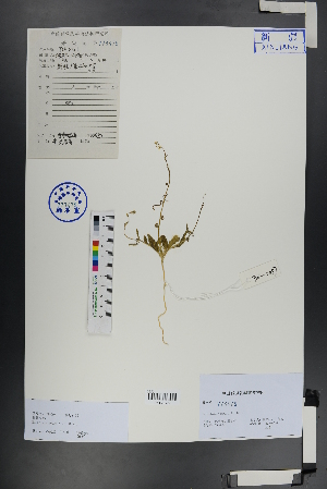  (Malcolmia scorpioides - Ge00756)  @11 [ ] CreativeCommons  Attribution Non-Commercial Share-Alike  Unspecified Herbarium of South China Botanical Garden