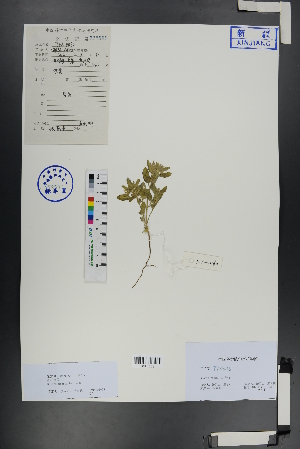  ( - Ge00759)  @11 [ ] CreativeCommons  Attribution Non-Commercial Share-Alike  Unspecified Herbarium of South China Botanical Garden
