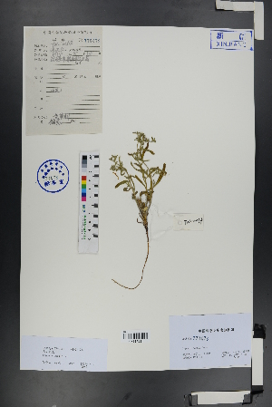  ( - Ge00763)  @11 [ ] CreativeCommons  Attribution Non-Commercial Share-Alike  Unspecified Herbarium of South China Botanical Garden