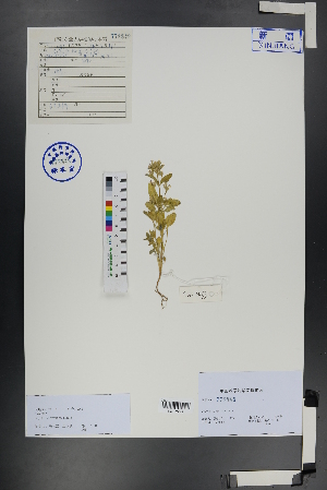  ( - Ge00782)  @11 [ ] CreativeCommons  Attribution Non-Commercial Share-Alike  Unspecified Herbarium of South China Botanical Garden