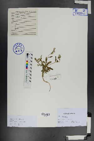  ( - Ge00791)  @11 [ ] CreativeCommons  Attribution Non-Commercial Share-Alike  Unspecified Herbarium of South China Botanical Garden