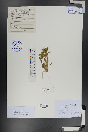  ( - Ge00794)  @11 [ ] CreativeCommons  Attribution Non-Commercial Share-Alike  Unspecified Herbarium of South China Botanical Garden