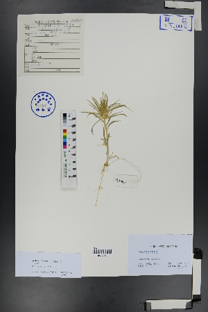  ( - Ge00801)  @11 [ ] CreativeCommons  Attribution Non-Commercial Share-Alike  Unspecified Herbarium of South China Botanical Garden