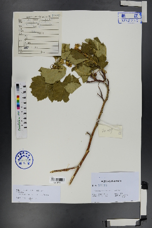  ( - Ge00808)  @11 [ ] CreativeCommons  Attribution Non-Commercial Share-Alike  Unspecified Herbarium of South China Botanical Garden