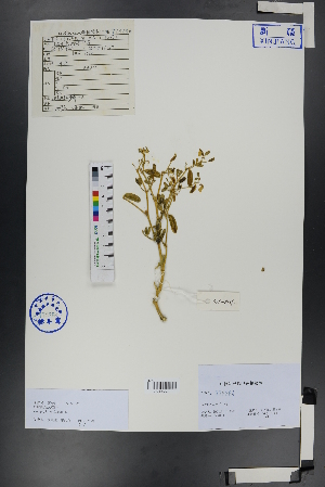  ( - Ge00813)  @11 [ ] CreativeCommons  Attribution Non-Commercial Share-Alike  Unspecified Herbarium of South China Botanical Garden