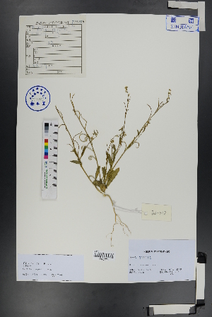  ( - Ge00817)  @11 [ ] CreativeCommons  Attribution Non-Commercial Share-Alike  Unspecified Herbarium of South China Botanical Garden