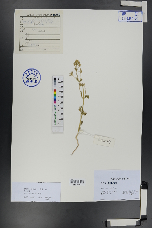  ( - Ge00818)  @11 [ ] CreativeCommons  Attribution Non-Commercial Share-Alike  Unspecified Herbarium of South China Botanical Garden