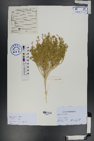  ( - Ge00819)  @11 [ ] CreativeCommons  Attribution Non-Commercial Share-Alike  Unspecified Herbarium of South China Botanical Garden