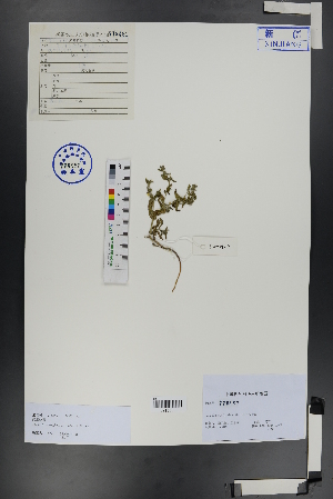  ( - Ge00821)  @11 [ ] CreativeCommons  Attribution Non-Commercial Share-Alike  Unspecified Herbarium of South China Botanical Garden