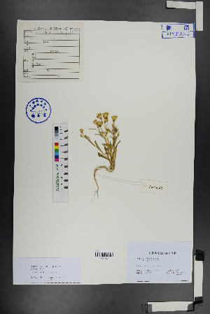  ( - Ge00827)  @11 [ ] CreativeCommons  Attribution Non-Commercial Share-Alike  Unspecified Herbarium of South China Botanical Garden