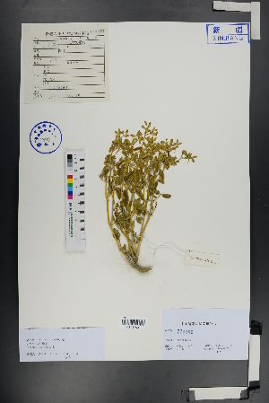  ( - Ge00841)  @11 [ ] CreativeCommons  Attribution Non-Commercial Share-Alike  Unspecified Herbarium of South China Botanical Garden
